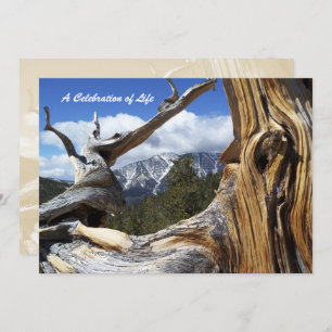 Celebration of Life Snowy Mountain Thru Tree Invitation