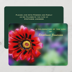 Celebration of Life, Vivid Red Flower Gazania Invitation