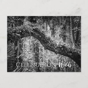Celebration Wilds Holiday Postcard
