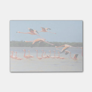 Celestun Biosphere Reserve Post-it Notes
