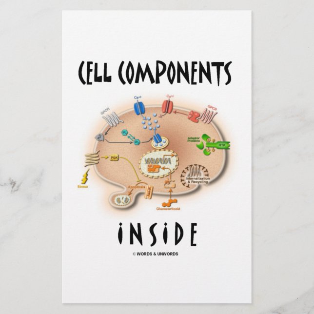 Cell Components Inside (Front)