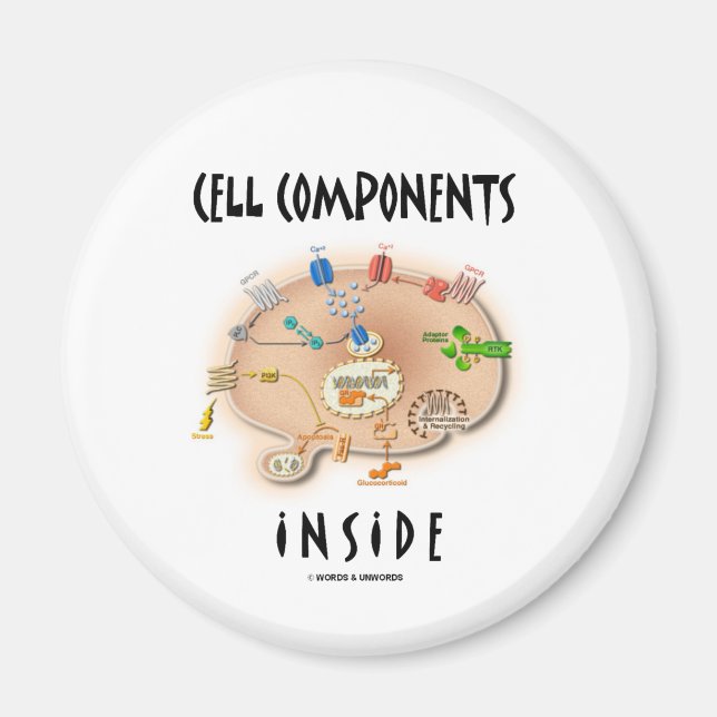 Cell Components Inside Magnet (Front)