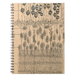 Cell Drawing Eye Retina Santiago Ramon Y Cajal Notebook