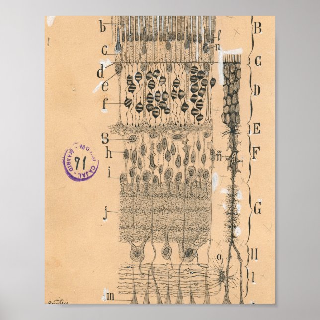 Cell Drawing Eye Retina Santiago Ramon Y Cajal Poster (Front)