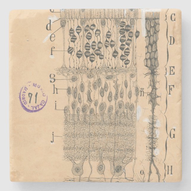 Cell Drawing Eye Retina Santiago Ramon Y Cajal Stone Coaster (Front)