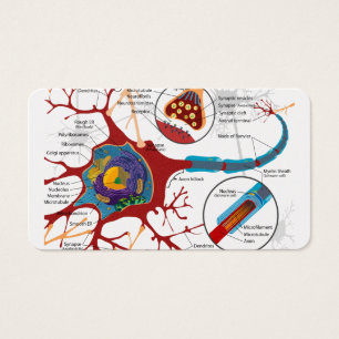 Cell Neurons Healthy