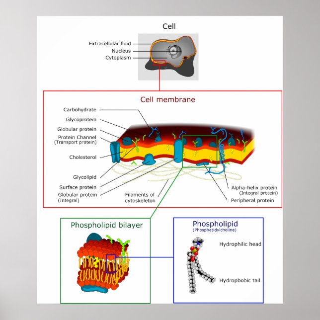 Cell Plasma Membrane Plasmalemma Diagram Poster (Front)