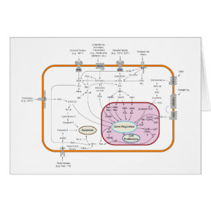 Cell Signal Transduction Pathways Diagram