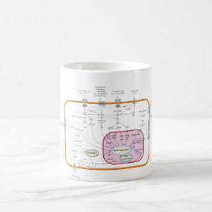Cell Signal Transduction Pathways Diagram Coffee Mug