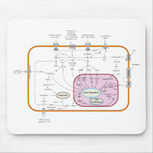 Cell Signal Transduction Pathways Diagram Mouse Mat