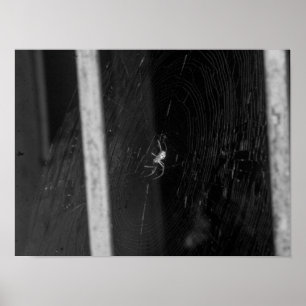Cellar Spider Poster