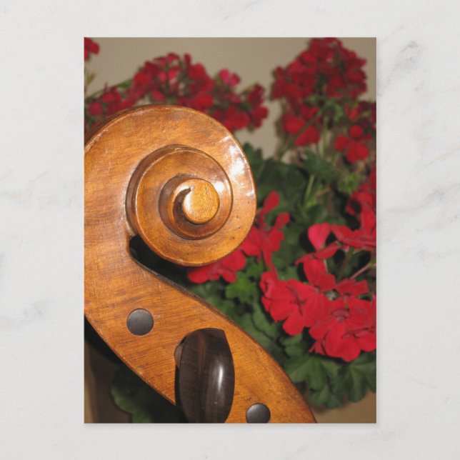 Cello Scroll Flowers postcard (Front)