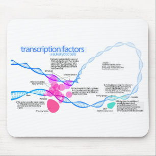 Cells Gene Transcription Factors Diagram  Mouse Mat