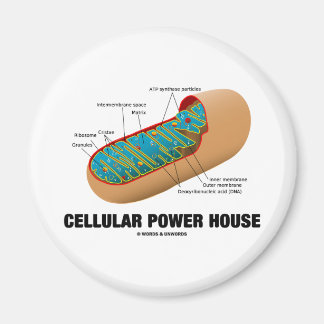 Cellular Power House (Mitochondrion) Magnet