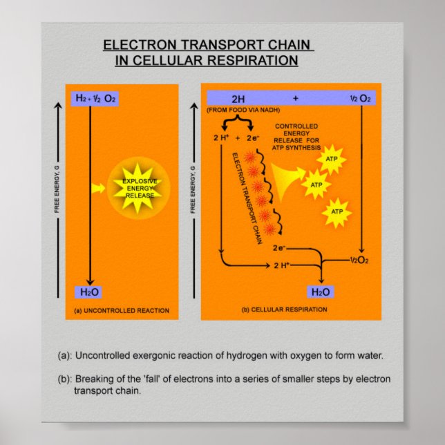 Cellular Respiration Steps in Biology Poster (Front)