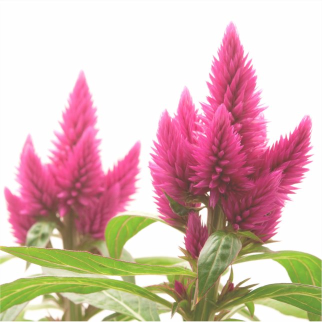Celosia argentea (Front)