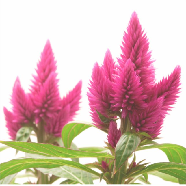 Celosia argentea (Front)
