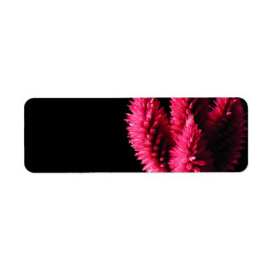 Celosia Caracas. Cockscombs. Pink Flowers.