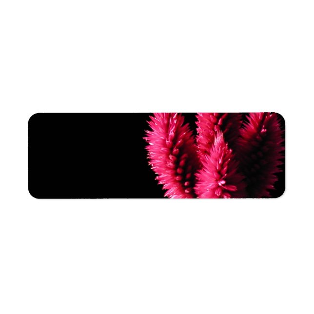 Celosia Caracas. Cockscombs. Pink Flowers. (Front)