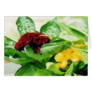 Celosia Plant Flowers Cockscomb