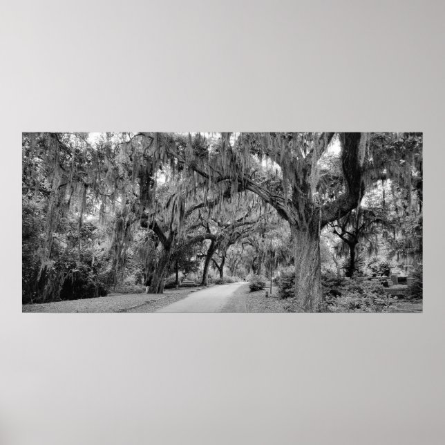 Cemtery, Savannah Ga, MD Photography Poster (Front)