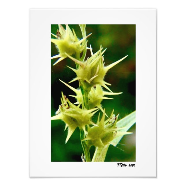 Cenchrus Echinatos. Photo Print (Front)