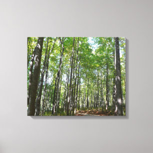Centennial Wooded Path II Ellicott City Maryland Canvas Print