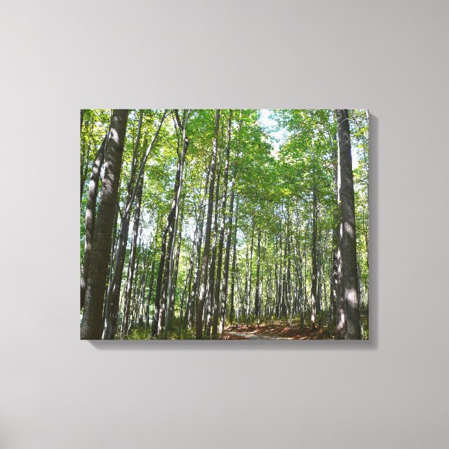 Centennial Wooded Path II Ellicott City Maryland Canvas Print (Front)