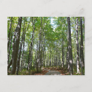 Centennial Wooded Path II Ellicott City Maryland Postcard