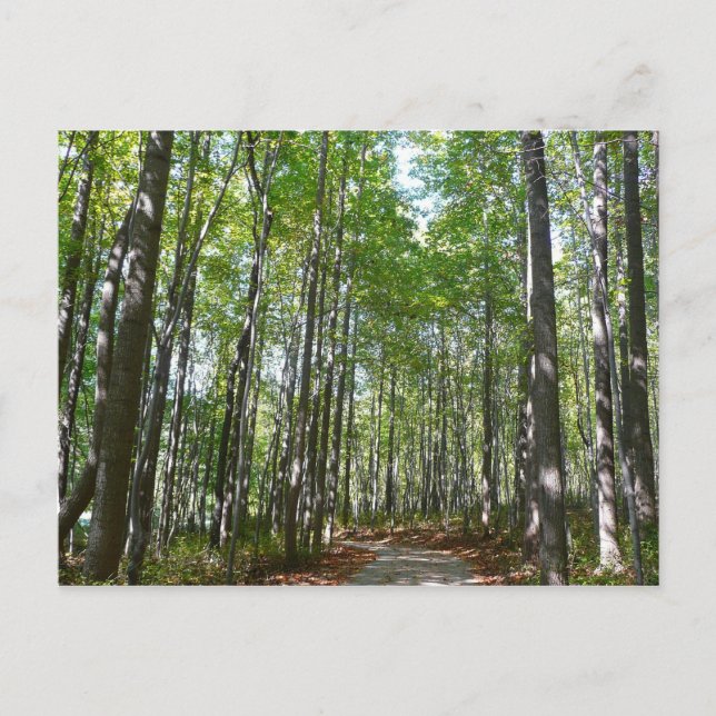 Centennial Wooded Path II Ellicott City Maryland Postcard (Front)