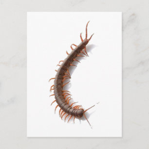 Centipede Postcard