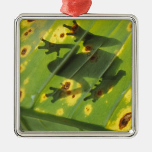 CENTRAL AMERICA, Costa Rica, Back-lit frog on Metal Tree Decoration