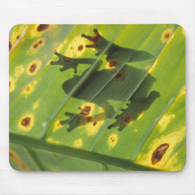 CENTRAL AMERICA, Costa Rica, Back-lit frog on Mouse Mat (Front)