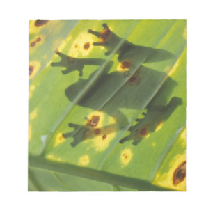CENTRAL AMERICA, Costa Rica, Back-lit frog on Notepad