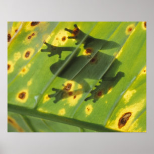 CENTRAL AMERICA, Costa Rica, Back-lit frog on Poster