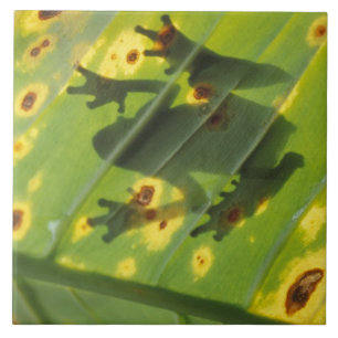 CENTRAL AMERICA, Costa Rica, Back-lit frog on Tile