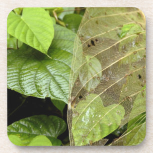 Central America, Costa Rica, Sarapiqui, Braulio Coaster