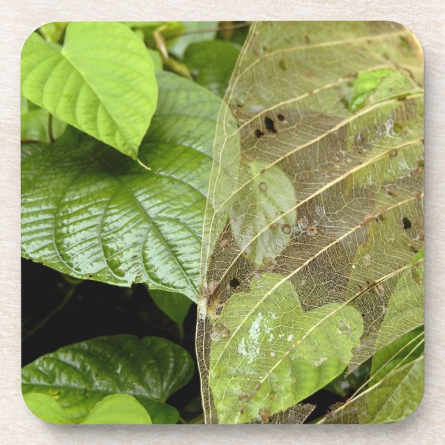 Central America, Costa Rica, Sarapiqui, Braulio Coaster (Front)