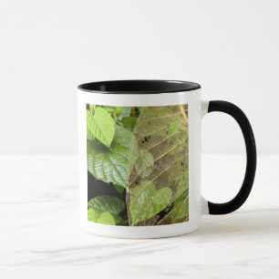 Central America, Costa Rica, Sarapiqui, Braulio Mug