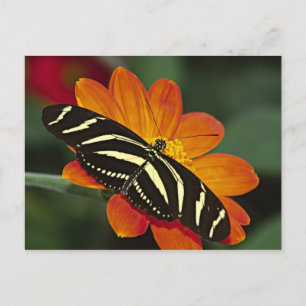 Central America, Costa Rica, Selva Verde Postcard