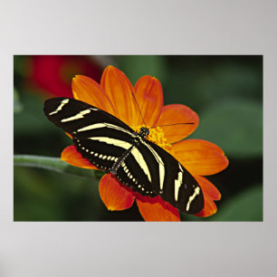 Central America, Costa Rica, Selva Verde Poster