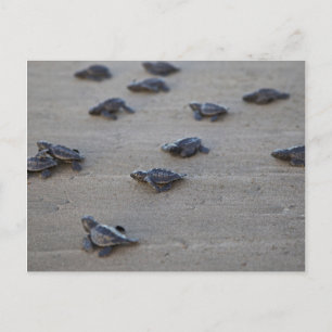 Central America, El Salvador, Pacific Ocean Postcard