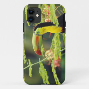 Central America, Honduras. Keel-billed Toucan iPhone 11 Case