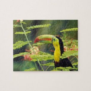 Central America, Honduras. Keel-billed Toucan Jigsaw Puzzle