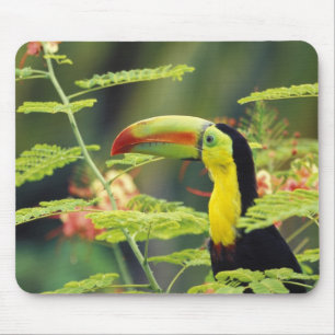 Central America, Honduras. Keel-billed Toucan Mouse Mat