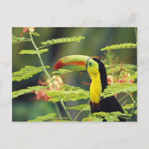 Central America, Honduras. Keel-billed Toucan Postcard