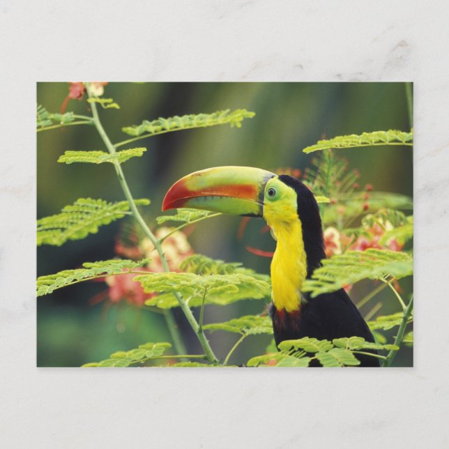 Central America, Honduras. Keel-billed Toucan Postcard (Front)