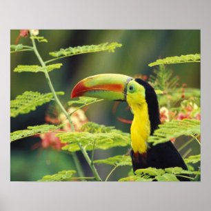Central America, Honduras. Keel-billed Toucan Poster