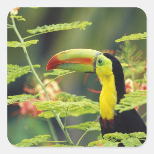 Central America, Honduras. Keel-billed Toucan Square Sticker