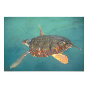 Central America, Panama, Bocas Del Torro Photo Print